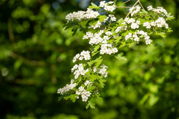 Hawthorn (Crataegus), branch with flowers. Hawthorn (Crataegus), branch with flowers. hawthorn maple stock pictures, royalty-free photos & images