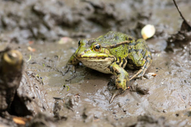 Pond frog (Pelophylax kl. esculentus, Pelophylax "esculentus", Rana "esculenta") stock photo