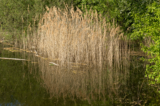 Reeds (Phragmites australis) at the Oberwaldsee.