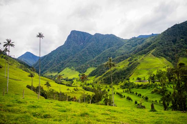 istock Cocora mountains in Colombia 1296313352
