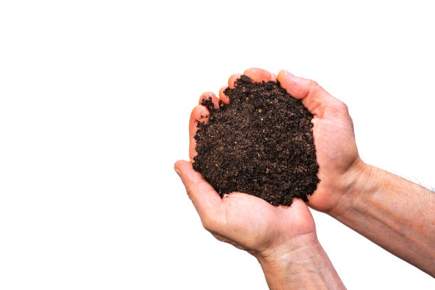 Overhead view of hands holding dark soil against isolated on white background. The composition is at the right of an horizontal frame leaving useful copy space for text and/or logo at the left. Predominant colors are brown and white. High resolution 42Mp studio digital capture taken with SONY A7rII and Zeiss Batis 40mm F2.0 CF lens