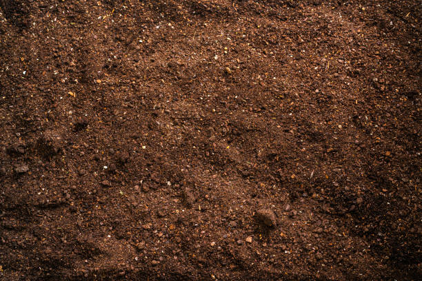 istock Garden soil texture background shot from above. 1296313729