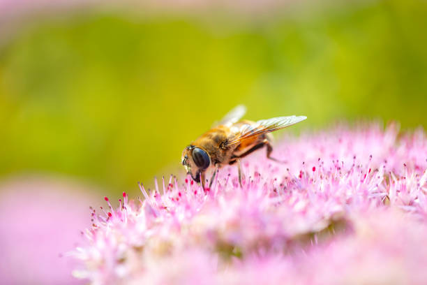 istock A bee is gathering honey among the flowers 1296316134