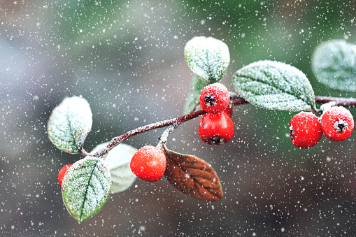 The field of view is filled with spiked, deep green holly leaes and 100s of bright red berries.