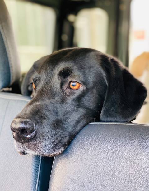 istock Beautiful wistful black labrador looking for owner 1296316387