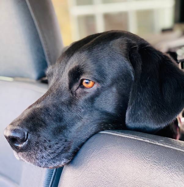 istock Beautiful wistful black labrador looking for owner 1296316407