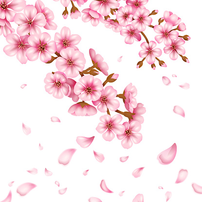 Sakura Blossom Vector