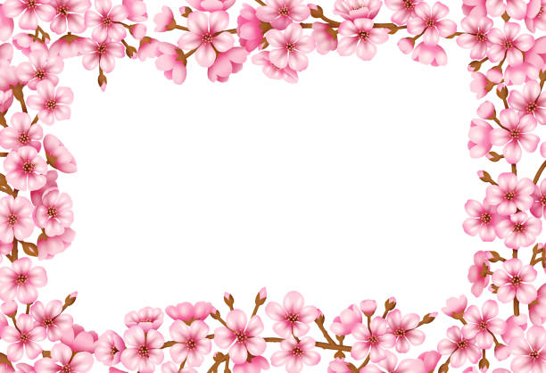 Sakura Blossom Vector Background Sakura blossom vector illustration frame background. fruit tree flower sakura spring stock illustrations