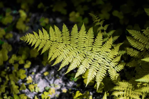Photo of Trendy Color of the year 2021 Illuminating yellow. Large green fern leaf in the forest in the grass. Close up. Pteridium aquilinum