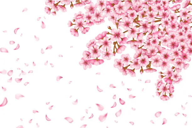 Vector illustration of Sakura Blossom Vector