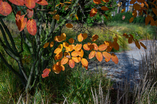Amelanchier lamarckii shadbush autumnal shrub branches full of beautiful red orange yellow bright colorful leaves
