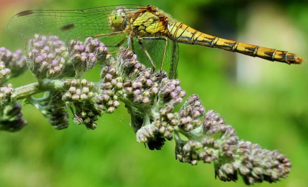 istock Common Darter Dragonfly landing on the buddleia 1296317979