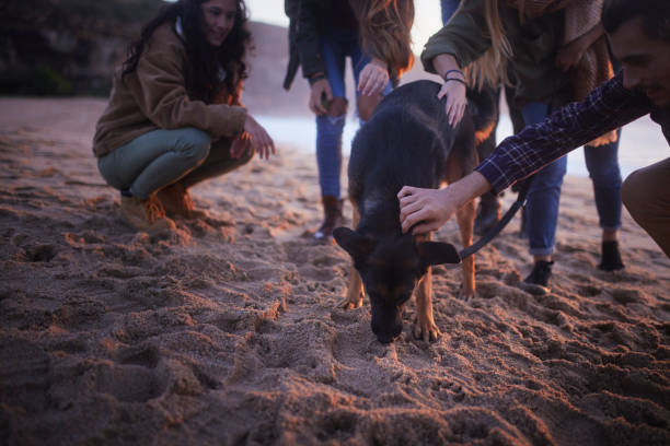 Group of friends petting mutt dog at the beach during sunset