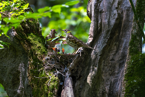Horangapet Nest and Cub
