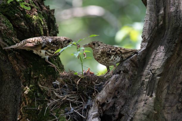 istock Little Bird's Nest on a Big Tree - VH538 1296319453