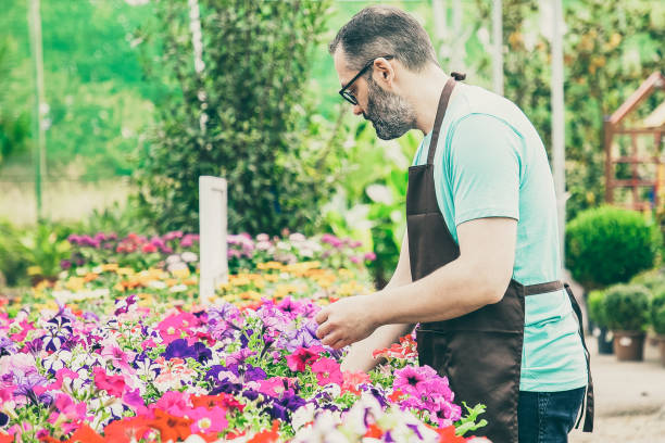 istock Focused male gardener growing potted petunia plants 1296320290