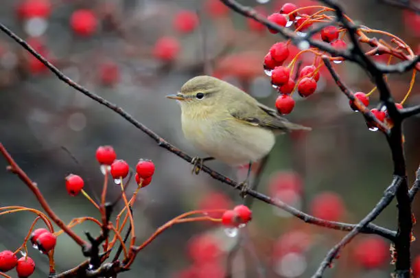 The common chiffchaff (Phylloscopus collybita) sits on a hawthorn branch surrounded by bright red berries and rain