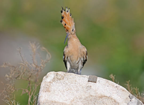 istock Amazing Eurasian hoopoe bird (Upupa epops) 1296320624