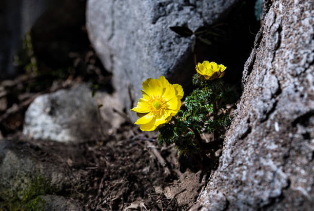 Wildflower yellow seaweed blooming in early spring