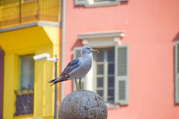 Funny seagull bird standing close and curiously looking at the camera waiting for some treat