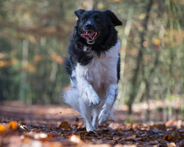 istock Stabyhoun dog running in the forest 1296321625