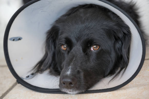 istock Adult Stabyhoun dog wearing a protective collar 1296321646