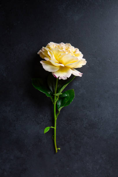 istock Beautiful yellow rose flower on black background. Close-up. 1296322486