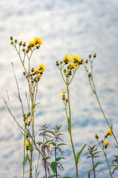 Closeup of yellow flowering field milk thistle plants and nettles at the water's edge of a Dutch river. The photo was taken on a sunny day in the summer season.