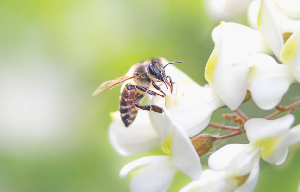 Bee collecting bee pollen from acacia blossom. Flying honey bee collecting bee pollen from acacia blossom. Bee collecting honey. wattle flower stock pictures, royalty-free photos & images