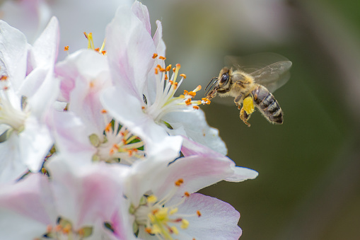 Flying honey bee collecting bee pollen from apple blossom. Bee collecting honey.