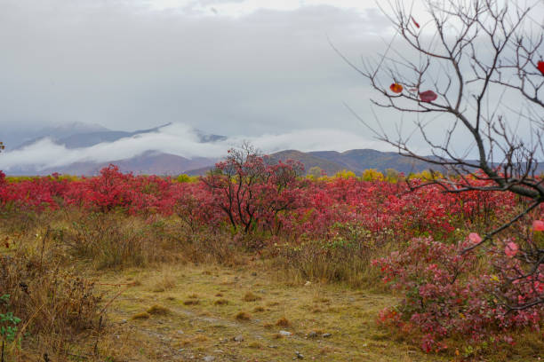 istock Autumn colors. Autumn Scenery field with red leaf trees. 1296324387