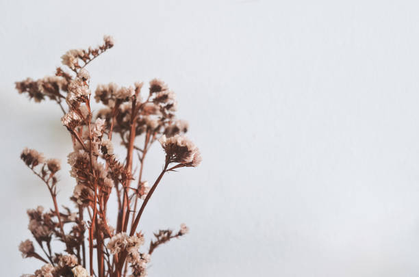 istock dry flowers  on white wall background 1296324428