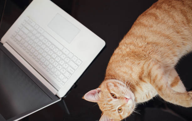 istock Working concept - computer and cat. difficulties and joys of working from home 1296325629