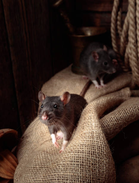 istock Rats in an old barn with potatoes. 1296326020