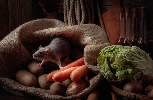 Rat in the barn with vegetables and kitchen utensils.