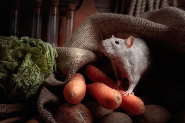 A little mouse peeking out from inside a glove, with tag, \