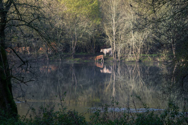istock A small calf drinks at the edge of a river 1296326355