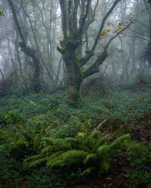 istock Moody atmosphere in an oak forest 1296326370