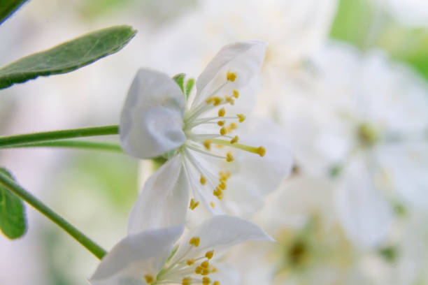 Soft sunlight filters through clusters of delicate white spirea flowers, creating a bokeh effect in the background. The small blossoms with their subtle centers are surrounded by dark green leaves and numerous unopened buds. The image evokes a feeling of springtime and natural beauty.
