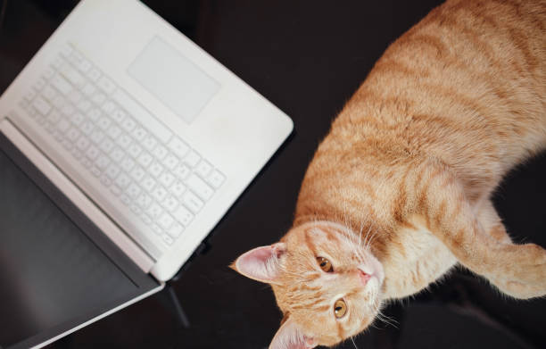 istock Working concept - computer and cat. difficulties and joys of working from home 1296328344