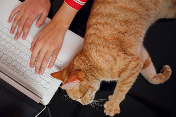 istock Working concept - computer and cat. difficulties and joys of working from home 1296328384