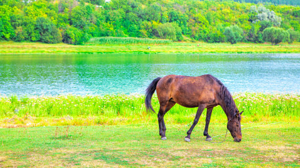 Brown domestic horse at the riverside