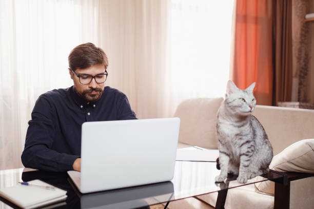 istock Man working from home on laptop. Home office with pet cat 1296329689
