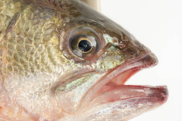 süßwasser-bass auf weißem hintergrund - fischaugen stock-fotos und bilder