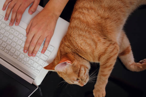 istock Working concept - computer and cat. difficulties and joys of working from home 1296330554