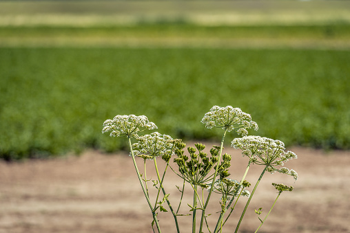 Closeup of seeds and white flowers of common hogweed uncultivated growing on the edge of a Dutch field. The photo was taken on a cloudy day in the summer season.