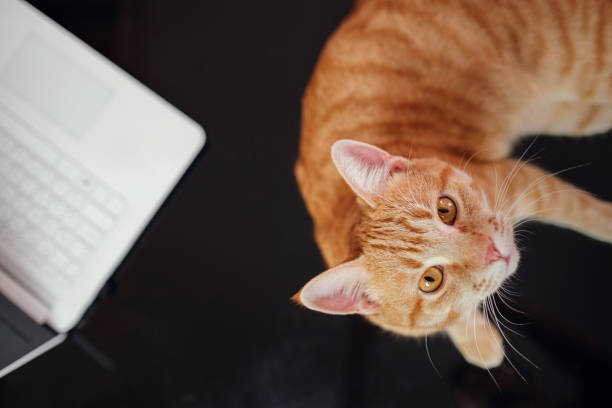 istock Working concept - computer and cat. difficulties and joys of working from home 1296330791