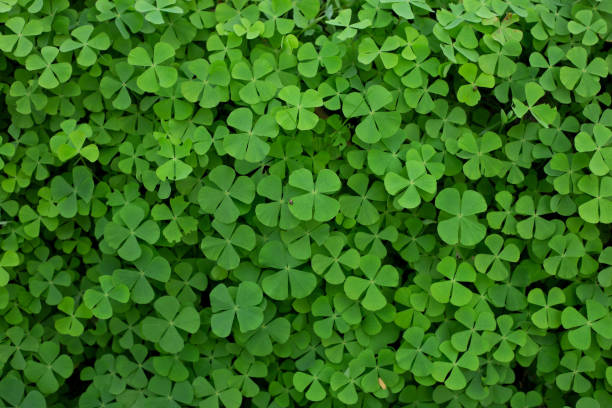 primer plano de marsilea trébol de cuatro hojas - 4leaf fotografías e imágenes de stock