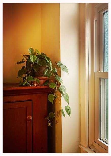 istock Philodendron Houseplant on Red Cupboard 1296331476