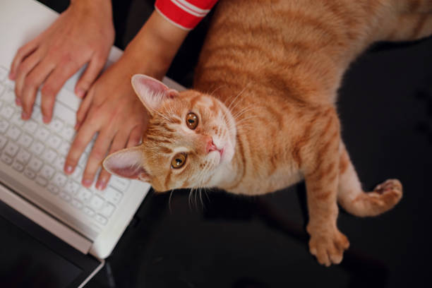 istock Working concept - computer and cat. difficulties and joys of working from home 1296332247